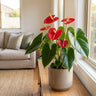 Red Victory Anthurium