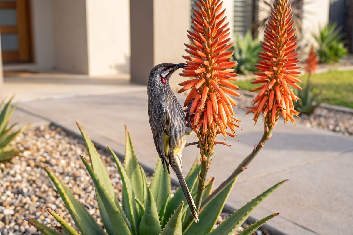 Red wattlebird feeding on the orange-red flower spike of an aloe in a winter garden
