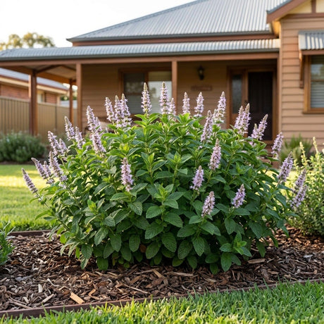 Refresh Mint (Mentha hybrid)