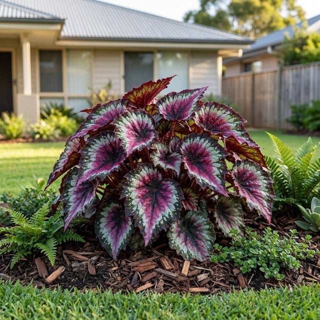Rex Begonia Kotobuki - Begonia rex 'Kotobuki'