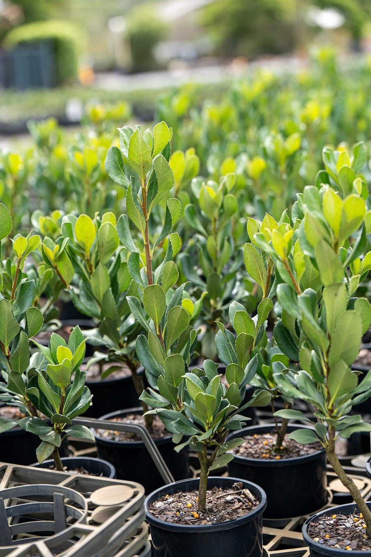 Delacour's Rhaphiolepis - Rhaphiolepis delacourii - Brisbane Plant Nursery