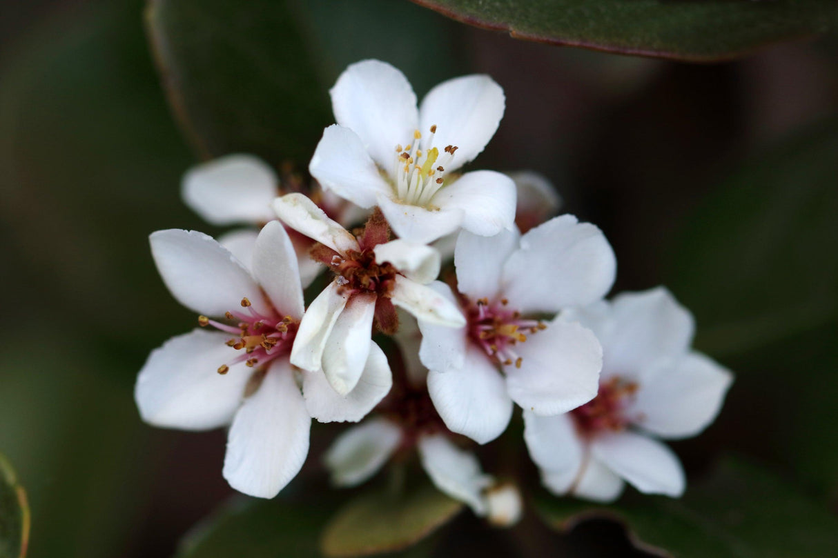 Hot Tips Indian Hawthorn - Rhaphiolepis 'Hot Tips' - Brisbane Plant Nursery