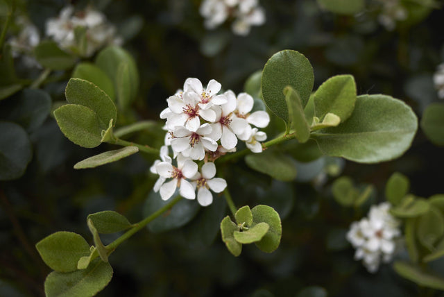 Maximus Indian Hawthorn - Rhaphiolepis indica 'Maximus' - Brisbane Plant Nursery