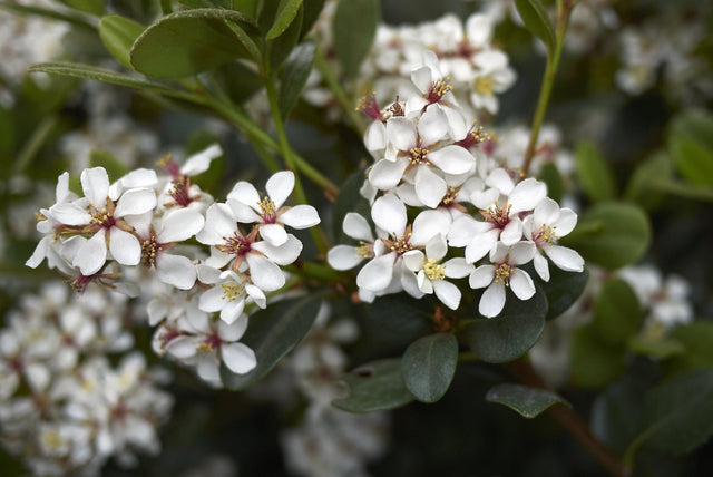 Snow Maiden Indian Hawthorn - Rhaphiolepis indica 'Snow Maiden' - Brisbane Plant Nursery