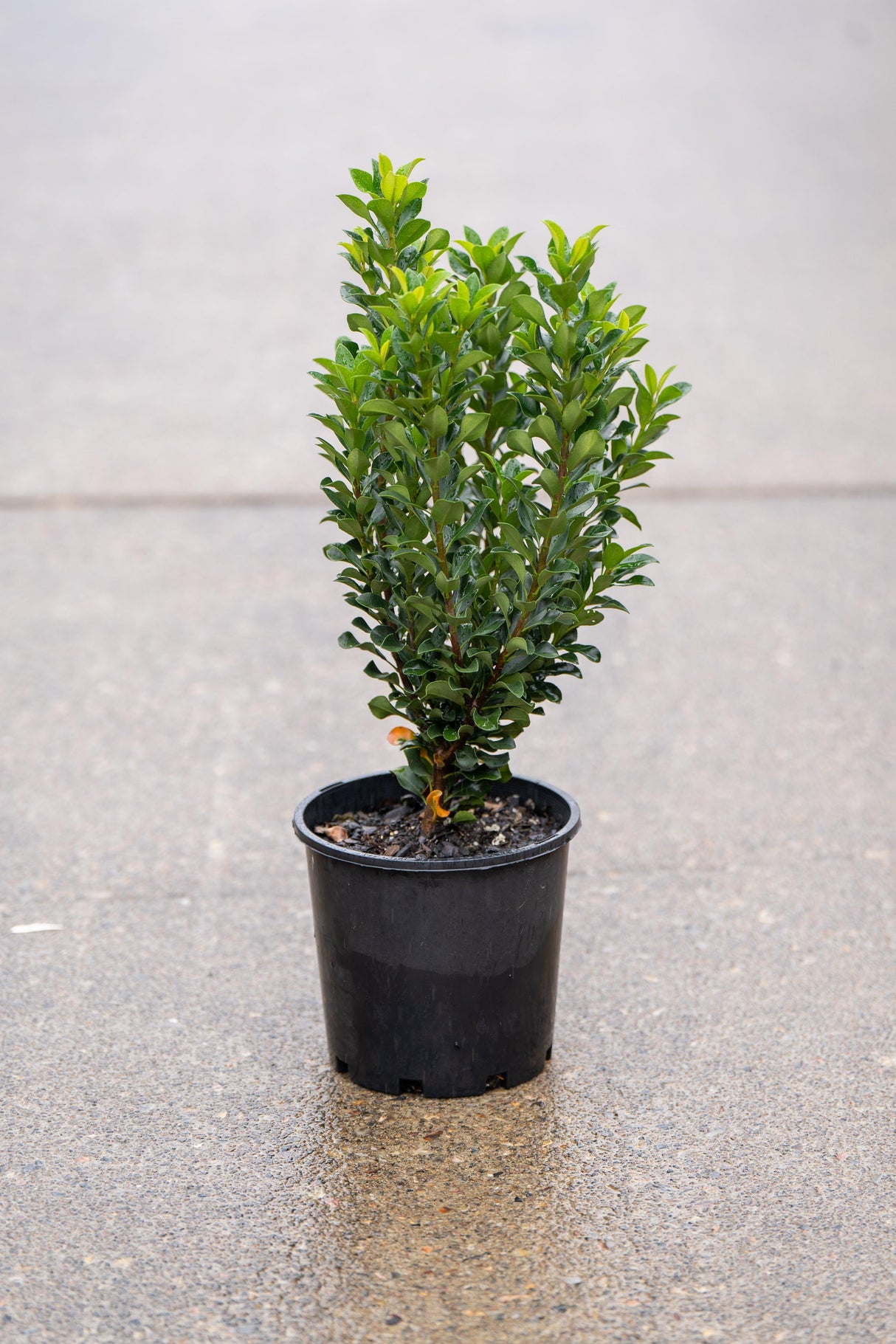 Snow Maiden Indian Hawthorn - Rhaphiolepis indica 'Snow Maiden' - Brisbane Plant Nursery