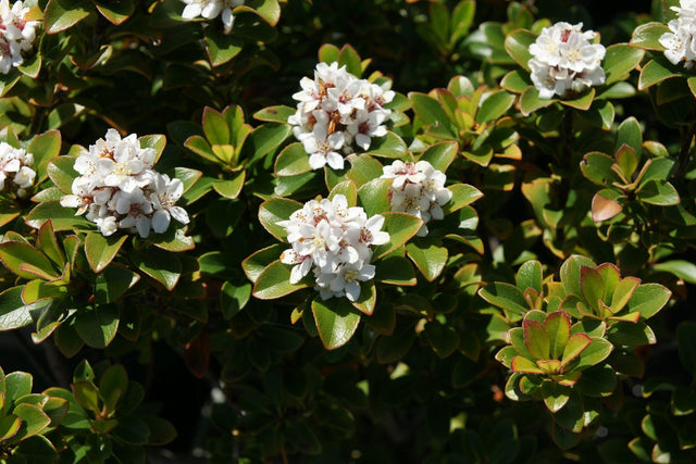 Intermediate Indian Hawthorn - Rhaphiolepis intermedia - Brisbane Plant Nursery