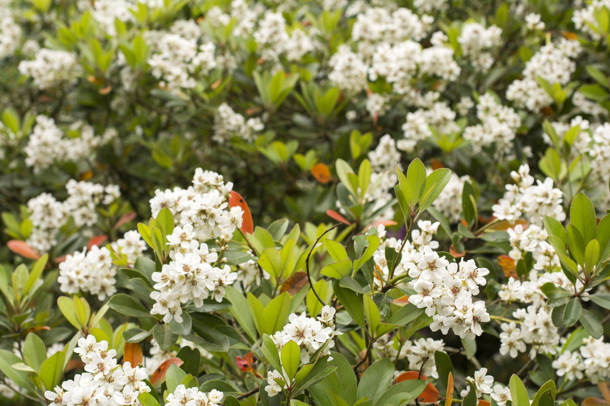 Umbellata Rhaphiolepis - Rhaphiolepis umbellata - Brisbane Plant Nursery