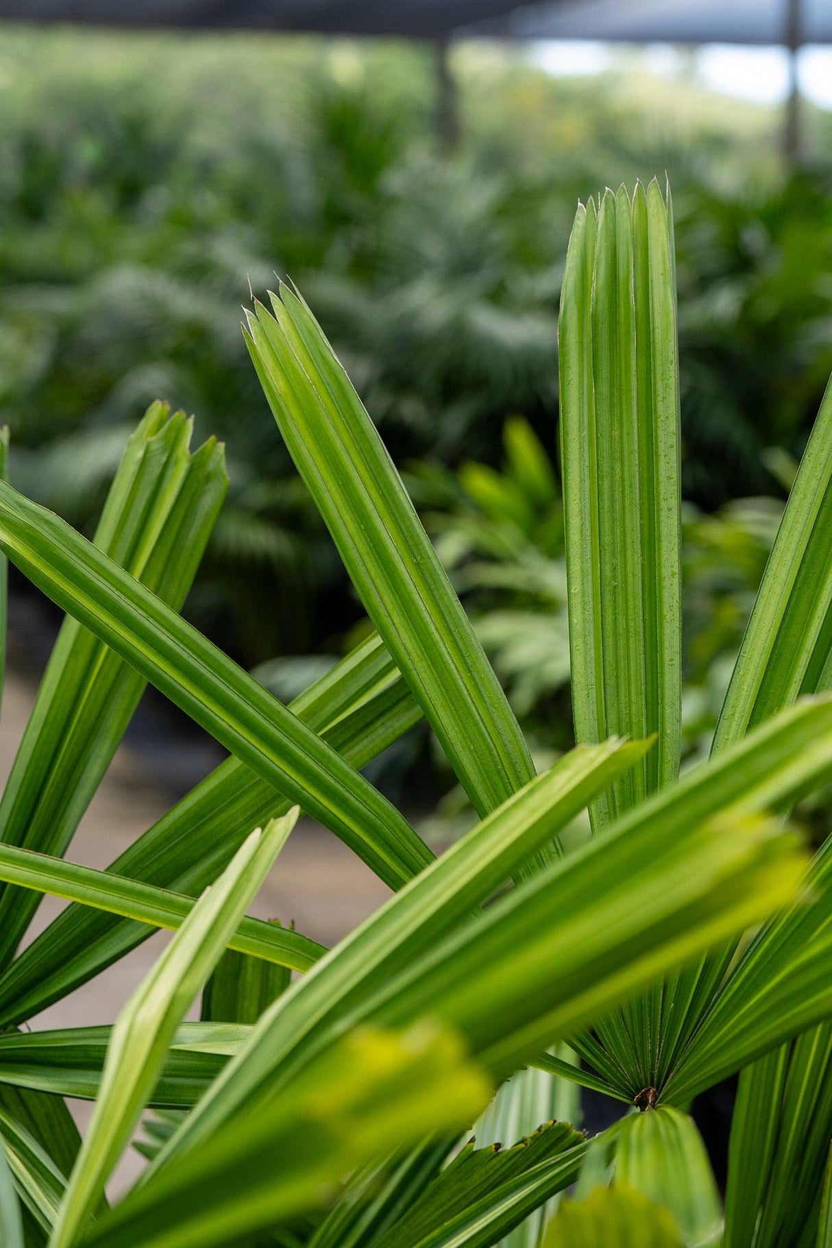 Lady Palm - Rhapis excelsa - Brisbane Plant Nursery