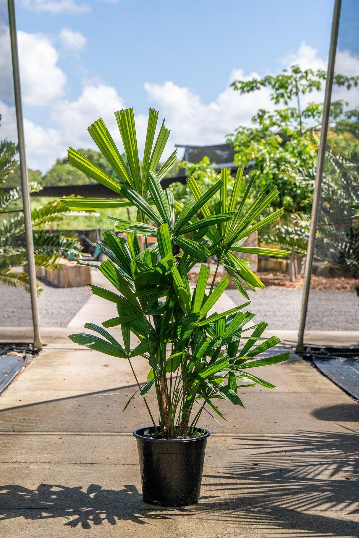 Lady Palm - Rhapis excelsa - Brisbane Plant Nursery