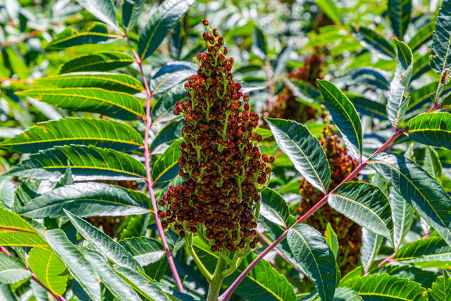 Deep Yellow Wood - Rhodosphaera rhodanthema - Brisbane Plant Nursery