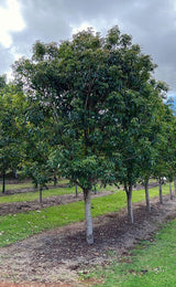 RHODOSPHAERA rhodanthema (Deep Yellow Wood) - Ex Ground - Brisbane Plant Nursery