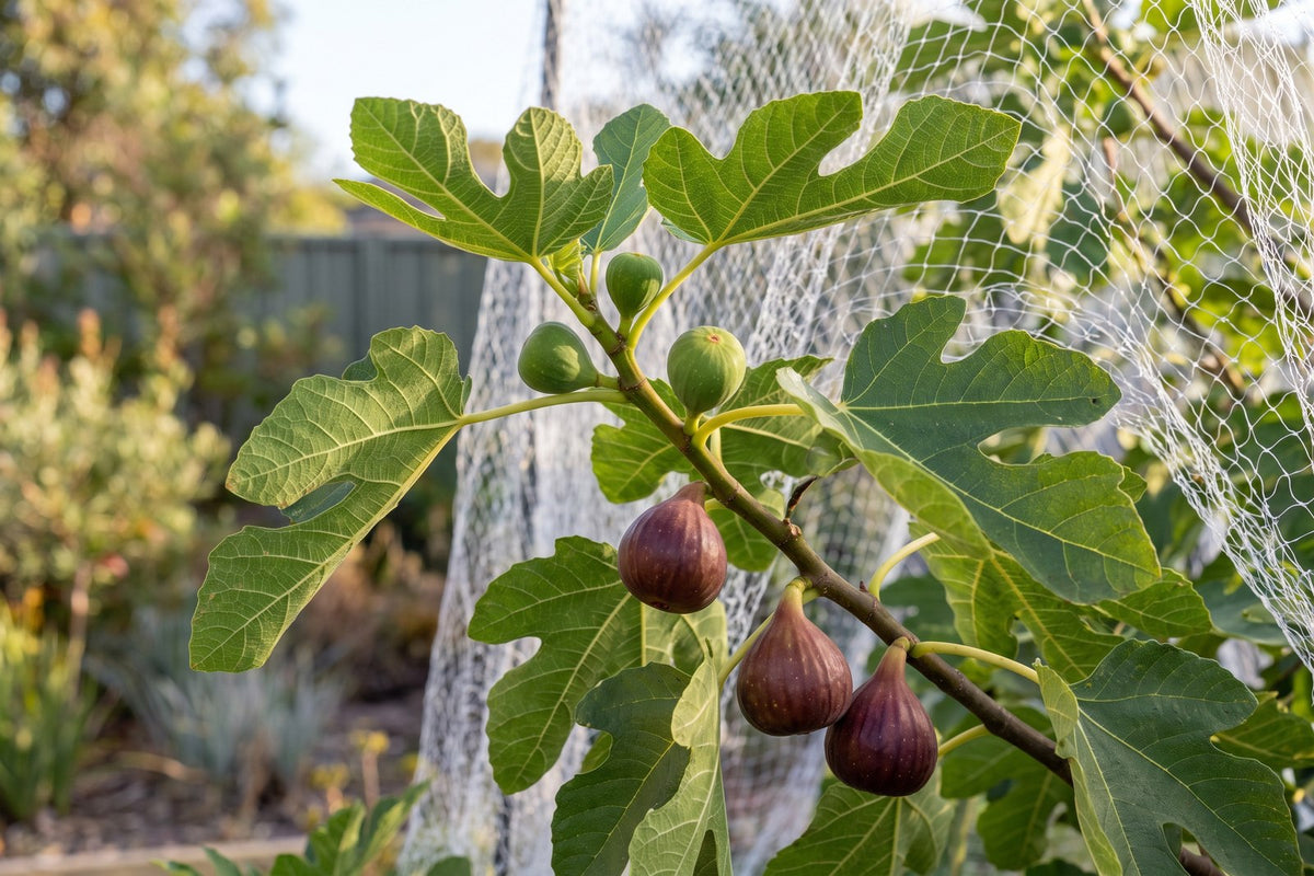 Ripe mahogany Brown Turkey figs and green unripe figs on a leafy branch under white bird netting