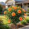 Ritzy Hibiscus