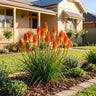 Rocket Jr Red Hot Poker