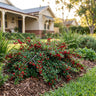 Rockspray Cotoneaster