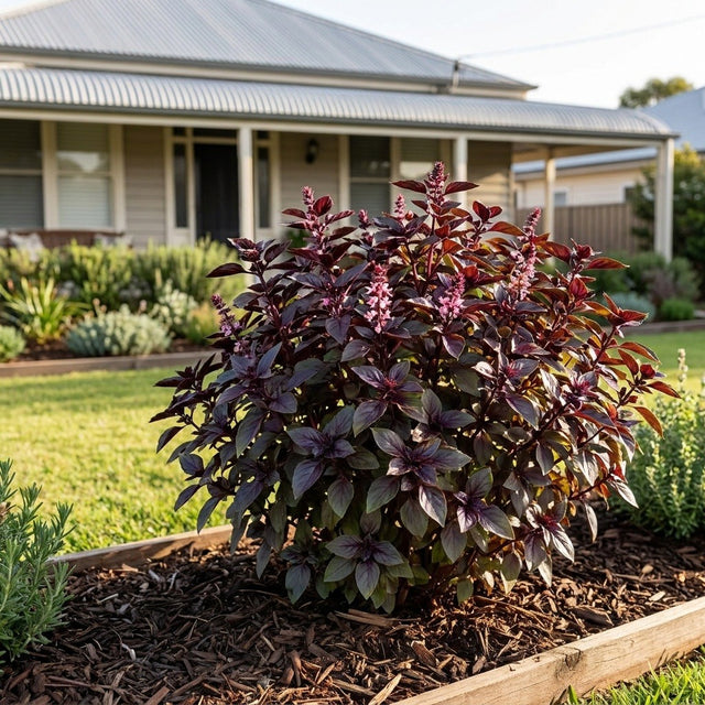 Roman Ruby Basil (Ocimum basilicum) growing in a mulched garden bed in front of an Australian home
