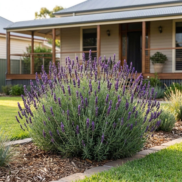 Romance English Lavender (Lavandula angustifolia 'Romance') growing in a mulched garden bed in front of an Australian home
