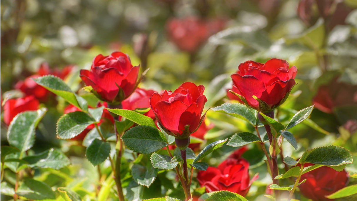 Zepeti Rose - Rosa 'Zepeti' - Brisbane Plant Nursery