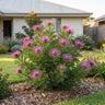 Rose Coneflower