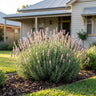 Rosea English Lavender