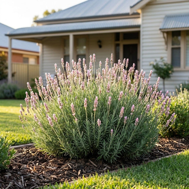 Rosea English Lavender