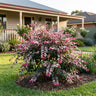 Rosea Snowbush