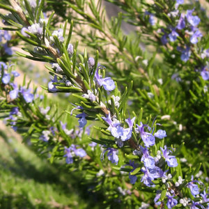 Tuscan Blue Rosemary