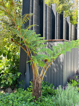 Fern Tree - Cyathea cooperi