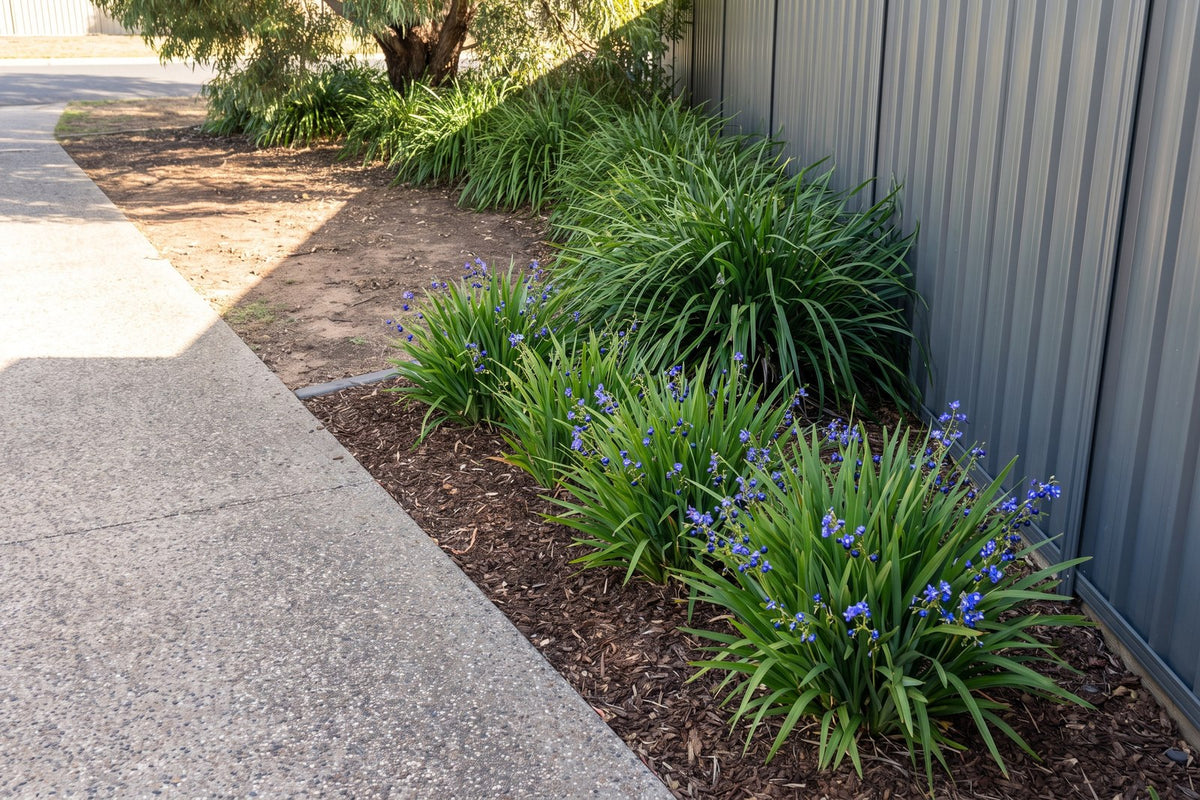Row of dianella along a driveway running from full sun into the shade of a gum tree