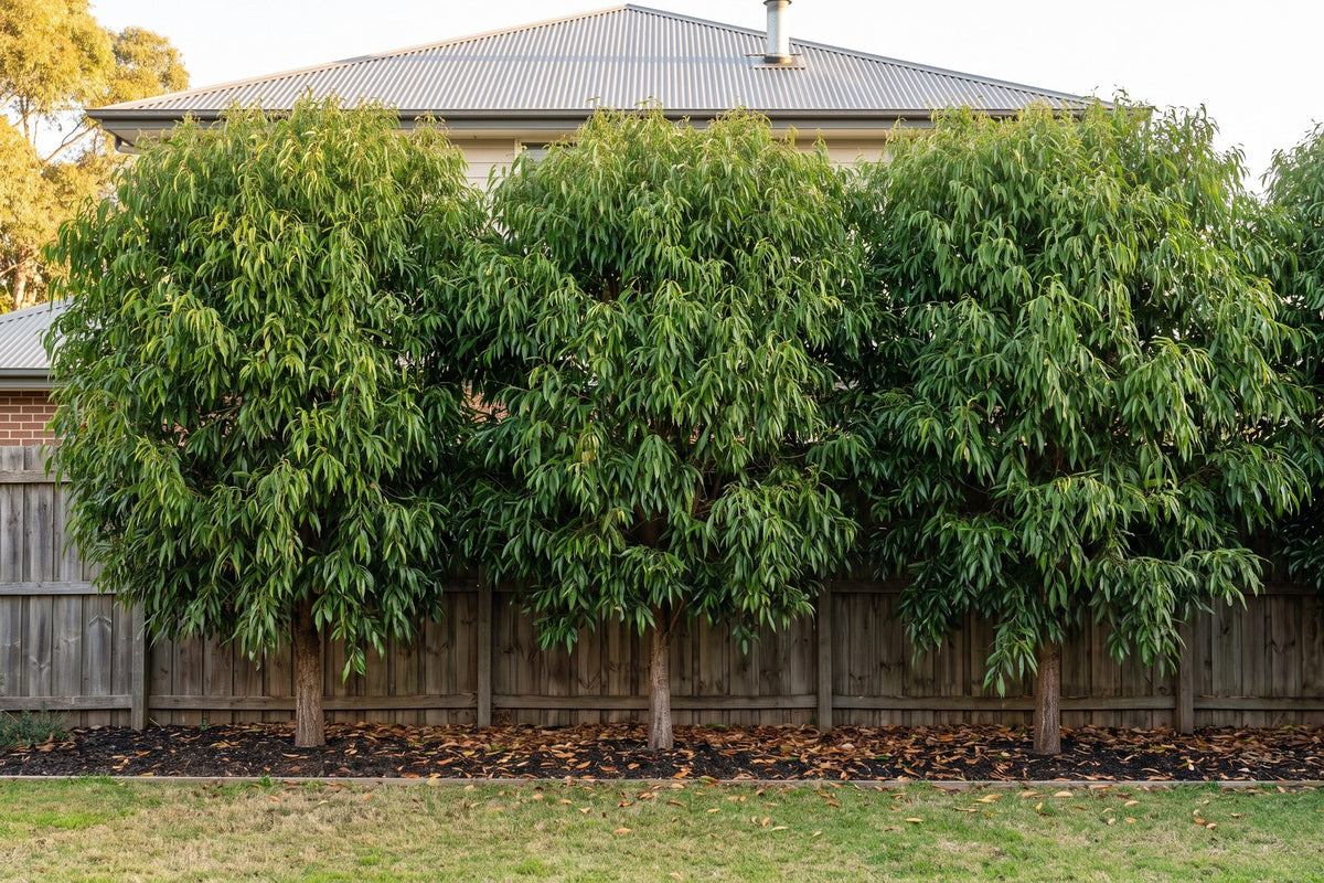 Row of evergreen weeping lilly pilly trees screening a two-storey neighbour in winter