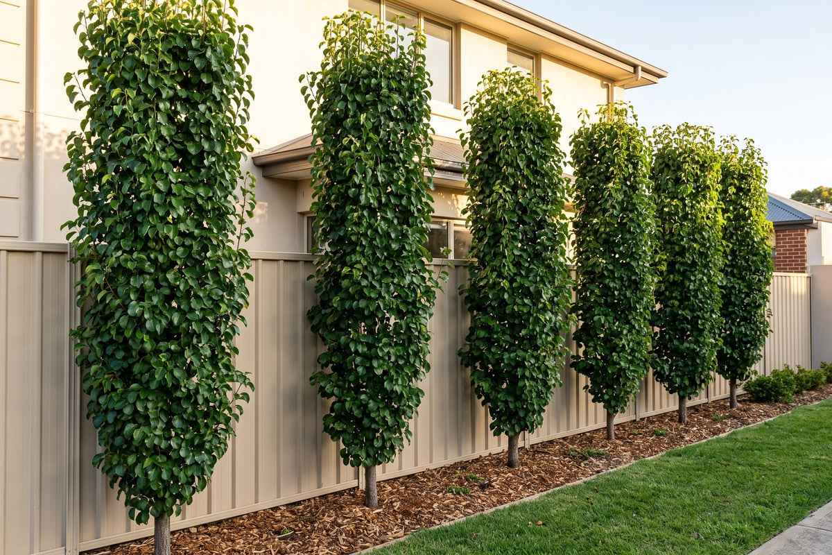 Row of narrow Capital ornamental pears forming a tall screen between two double-storey homes