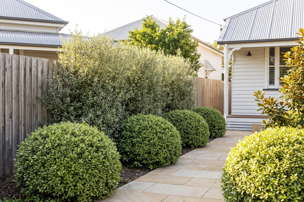 Row of rounded Golf Ball pittosporums in front of a tall Silver Sheen Dream pittosporum screen