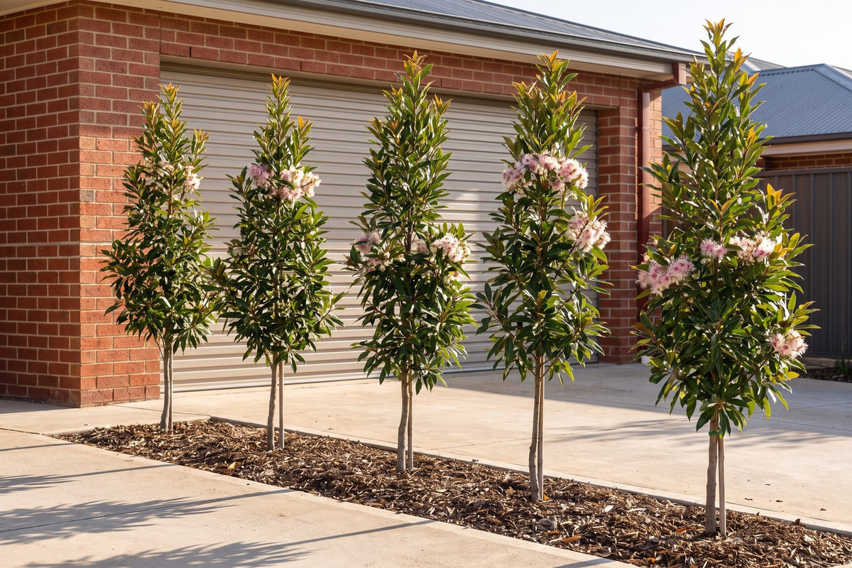 Row of young blueberry ash trees spaced along a driveway beside a brick home
