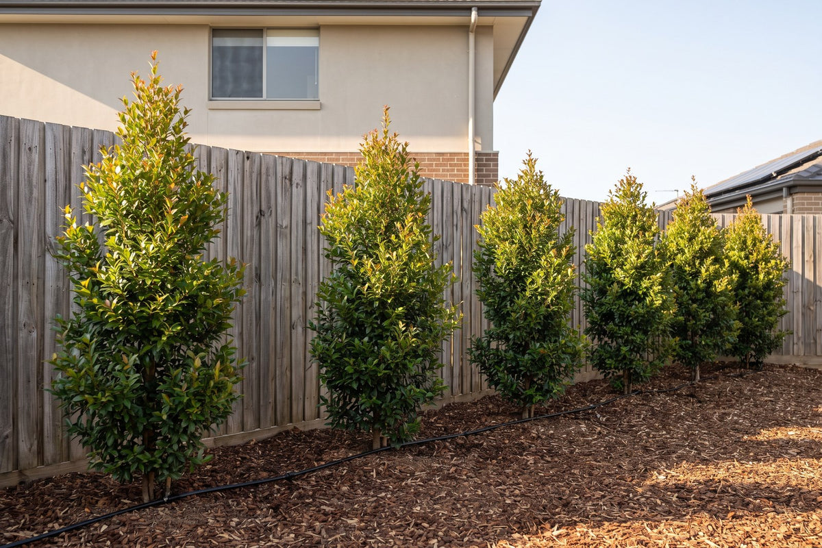 Row of young lilly pillies planted a metre out from a fence with a dripper line, below a two-storey house