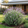 Royal Crown French Lavender