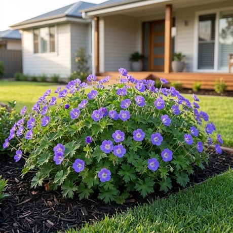 Rozanne Cranesbill