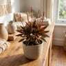 Ruby Glow Peperomia