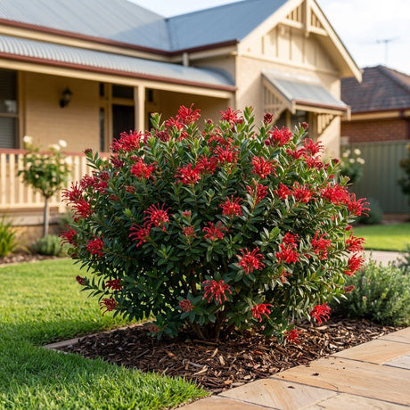 Ruby Jewel Grevillea