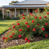Ruby Red Grevillea