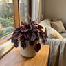 Ruby Ripple Peperomia