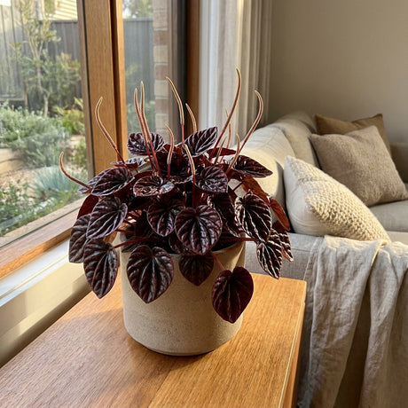 Ruby Ripple Peperomia