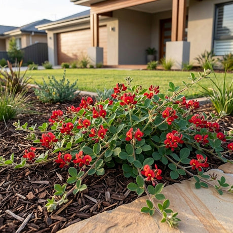 Running Postman - Kennedia prostrata