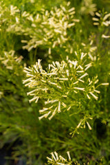 Lemon Falls Russelia - Russelia equisetiformis 'Lemon Falls' - Brisbane Plant Nursery