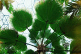 Magnificent Sabal Palm - Sabinaria magnifica - Brisbane Plant Nursery