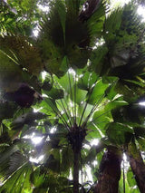 Magnificent Sabal Palm - Sabinaria magnifica - Brisbane Plant Nursery