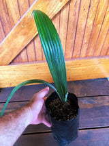 Magnificent Sabal Palm - Sabinaria magnifica - Brisbane Plant Nursery