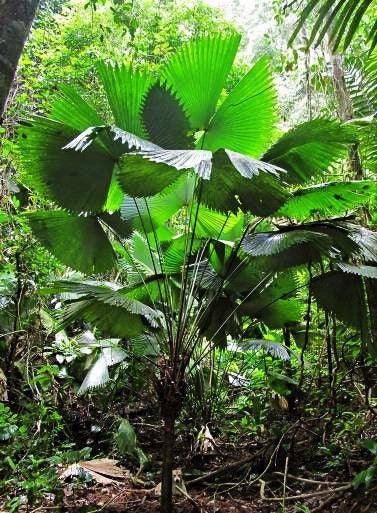 Magnificent Sabal Palm - Sabinaria magnifica - Brisbane Plant Nursery