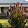 Safari Sunset Leucadendron