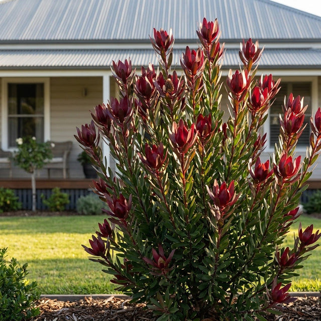 Safari Sunset Leucadendron