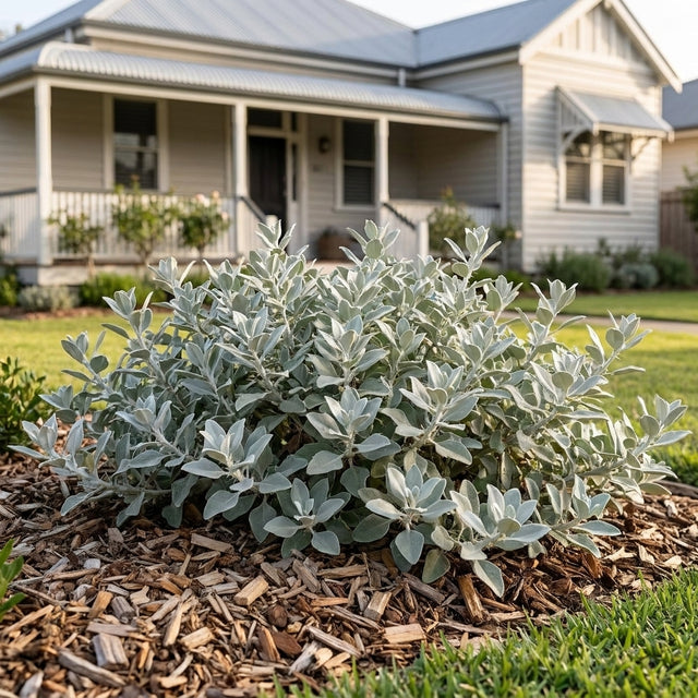 Saltbush Silver Border - Rhagodia spinescens 'Silver Border'
